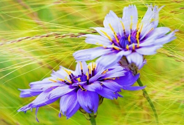 Редкие красивые садовые цветы: катананхе – цветок небесного цвета